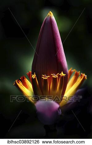 Stock Photograph - Banana flower with backlight. Fotosearch