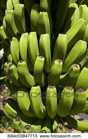 "Banana plant, La Palma, Canary Islands, Spain, Europe" View Large Photo Image Stock Image - "Banana plant, La Palma, Canary Islands, Spain, Europe". Fotosearch