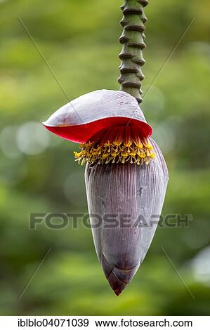 "Banana plant (Musa paradisiaca), opened flowering stem, Vinales, Pinar del Rio Province, Cuba, North America" View Large Photo Image Stock Photo - "Banana plant (Musa paradisiaca), opened flowering stem, Vinales, Pinar del Rio Province, Cuba, North America". Fotosearch
