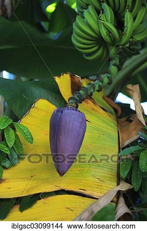 "Banana plant (Musa sp. ) growing in a banana plantation, Verandah Resort, Verandah Resort, Antigua, Antigua and Barbuda, North America" View Large Photo Image Picture - "Banana plant (Musa sp. ) growing in a banana plantation, Verandah Resort, Verandah Resort, Antigua, Antigua and Barbuda, North America". Fotosearch