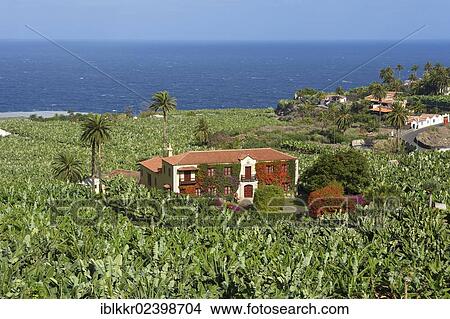 Picture - "Banana plantations in Orotava, Tenerife, Canary Islands, Spain, Europe". Fotosearch