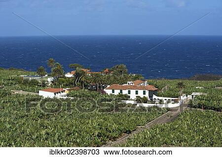 "Banana plantations in Orotava, Tenerife, Canary Islands, Spain, Europe" View Large Photo Image Stock Image - "Banana plantations in Orotava, Tenerife, Canary Islands, Spain, Europe". Fotosearch
