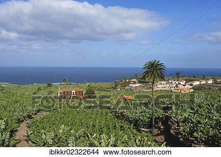 "Banana plantations near Orotava, Tenerife, Canary Islands, Spain, Europe" View Large Photo Image Picture - "Banana plantations near Orotava, Tenerife, Canary Islands, Spain, Europe". Fotosearch