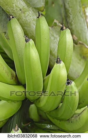 "Banana tree, Bananas (Musa paradisiaca)" View Large Photo Image Stock Photo - "Banana tree, Bananas (Musa paradisiaca)". Fotosearch