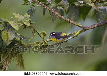 "Bananaquit (Coereba flaveola), Tandayapa, Ecuador, South America" View Large Photo Image Stock Photograph - "Bananaquit (Coereba flaveola), Tandayapa, Ecuador, South America". Fotosearch