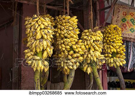 Stock Photography - "Bananas, banana clusters, Varkala, Kerala, India, Asia". Fotosearch