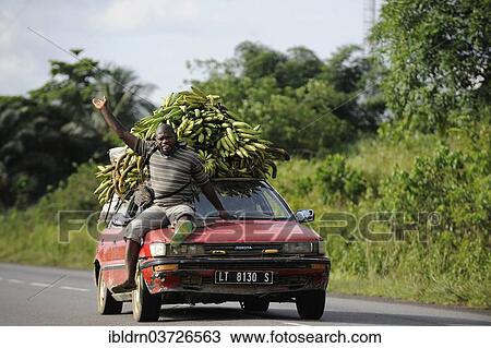"Bananas being transported on a car, Kribi, South Region, Cameroon, Africa" View Large Photo Image Stock Image - "Bananas being transported on a car, Kribi, South Region, Cameroon, Africa". Fotosearch