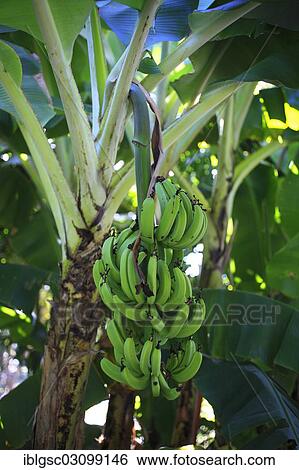 "Bananas (Musa sp. ) growing in a banana plantation, Verandah Resort, Verandah Resort, Antigua, Antigua and Barbuda, North America" View Large Photo Image Stock Photograph - "Bananas (Musa sp. ) growing in a banana plantation, Verandah Resort, Verandah Resort, Antigua, Antigua and Barbuda, North America". Fotosearch
