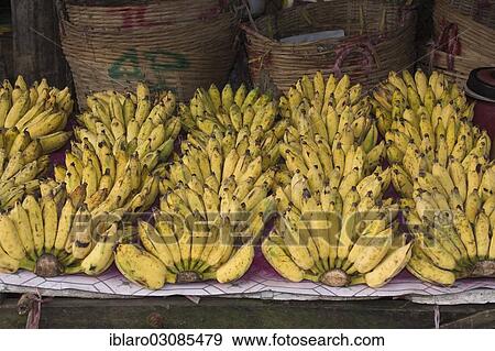 "Bananas on sale at a market stall, Phu Quoc island, Duong Dong, Sudostasien, Vietnam, Asia" View Large Photo Image Stock Photo - "Bananas on sale at a market stall, Phu Quoc island, Duong Dong, Sudostasien, Vietnam, Asia". Fotosearch