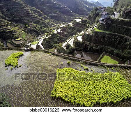 "Banaue Rice Terraces, also known as musuan peak, Banaue, Ifugao, Luzon, Philippines, Asia" View Large Photo Image Stock Image - "Banaue Rice Terraces, also known as musuan peak, Banaue, Ifugao, Luzon, Philippines, Asia". Fotosearch