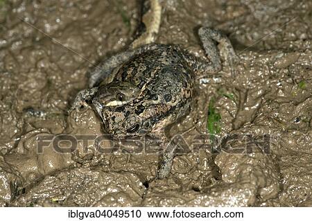 "Banded Cat-eyed Snake (Leptodeira annulata) with a Ditch Frog or White-lipped Frog (Leptodactylus) in its mouth, Tambopata Nature Reserve, Madre de Dios Region, Peru, South America" View Large Photo Image Stock Image - "Banded Cat-eyed Snake (Leptodeira annulata) with a Ditch Frog or White-lipped Frog (Leptodactylus) in its mouth, Tambopata Nature Reserve, Madre de Dios Region, Peru, South America". Fotosearch