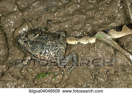 "Banded Cat-eyed Snake (Leptodeira annulata) with a Ditch Frog or White-lipped Frog (Leptodactylus) in its mouth, Tambopata Nature Reserve, Madre de Dios Region, Peru, South America" View Large Photo Image Stock Photo - "Banded Cat-eyed Snake (Leptodeira annulata) with a Ditch Frog or White-lipped Frog (Leptodactylus) in its mouth, Tambopata Nature Reserve, Madre de Dios Region, Peru, South America". Fotosearch