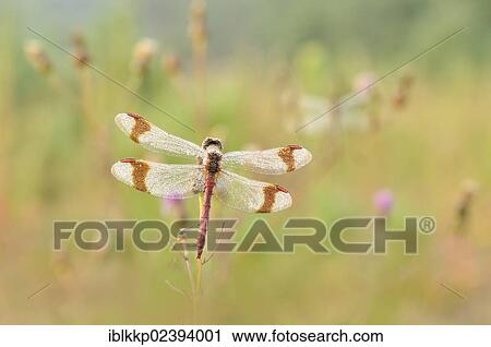 "Banded Darter dragonfly (Sympetrum pedemontanum), near Boxberg, Saxony, Germany, Europe" View Large Photo Image Stock Image - "Banded Darter dragonfly (Sympetrum pedemontanum), near Boxberg, Saxony, Germany, Europe". Fotosearch