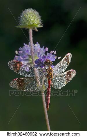 "Banded Darter (Sympetrum pedemontanum), Filz, Woergl, Tyrol, Austria, Europe" View Large Photo Image Stock Image - "Banded Darter (Sympetrum pedemontanum), Filz, Woergl, Tyrol, Austria, Europe". Fotosearch