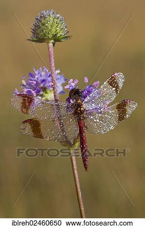 "Banded Darter (Sympetrum pedemontanum), Filz, Woergl, Tyrol, Austria, Europe" View Large Photo Image Stock Image - "Banded Darter (Sympetrum pedemontanum), Filz, Woergl, Tyrol, Austria, Europe". Fotosearch