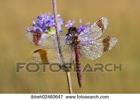 "Banded Darter (Sympetrum pedemontanum), Filz, Woergl, Tyrol, Austria, Europe" View Large Photo Image Stock Photo - "Banded Darter (Sympetrum pedemontanum), Filz, Woergl, Tyrol, Austria, Europe". Fotosearch