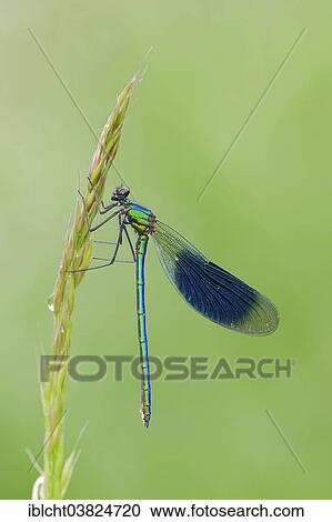 "Banded Demoiselle (Calopteryx splendens), male, North Rhine-Westphalia, Germany, Europe" View Large Photo Image Stock Image - "Banded Demoiselle (Calopteryx splendens), male, North Rhine-Westphalia, Germany, Europe". Fotosearch