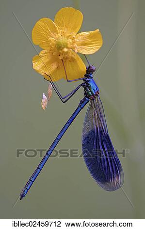 Stock Image - "Banded demoiselle (Calopteryx splendens), male, Tyrol, Austria, Europe". Fotosearch