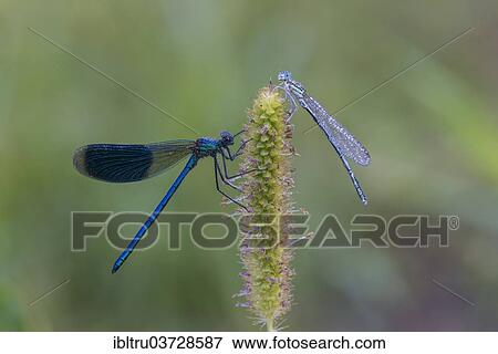 Stock Photo - "Banded Demoiselle (Calopteryx splendens), Upper Austria, Austria, Europe". Fotosearch