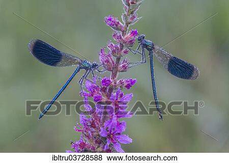"Banded Demoiselle (Calopteryx splendens), Upper Austria, Austria, Europe" View Large Photo Image Stock Photo - "Banded Demoiselle (Calopteryx splendens), Upper Austria, Austria, Europe". Fotosearch