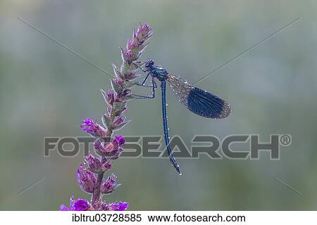 "Banded Demoiselle (Calopteryx splendens), Upper Austria, Austria, Europe" View Large Photo Image Stock Photography - "Banded Demoiselle (Calopteryx splendens), Upper Austria, Austria, Europe". Fotosearch