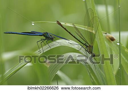 "Banded Demoiselles (Calopteryx splendens), couple, Bad Hersfeld, Hesse, Germany, Europe" View Large Photo Image Stock Photograph - "Banded Demoiselles (Calopteryx splendens), couple, Bad Hersfeld, Hesse, Germany, Europe". Fotosearch