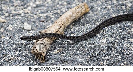 "Banded Galapagos Snake (Antillophis slevini), Punta Espinoza, Fernandina Island, Galapagos, Ecuador, South America" View Large Photo Image Picture - "Banded Galapagos Snake (Antillophis slevini), Punta Espinoza, Fernandina Island, Galapagos, Ecuador, South America". Fotosearch