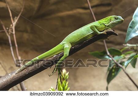 "Banded Iguana or Fiji Banded Iguana (Brachylophus fasciatus) in a terrarium, captive, Nuremberg Zoo, Nuremberg, Bavaria, Germany, Europe" View Large Photo Image Stock Image - "Banded Iguana or Fiji Banded Iguana (Brachylophus fasciatus) in a terrarium, captive, Nuremberg Zoo, Nuremberg, Bavaria, Germany, Europe". Fotosearch