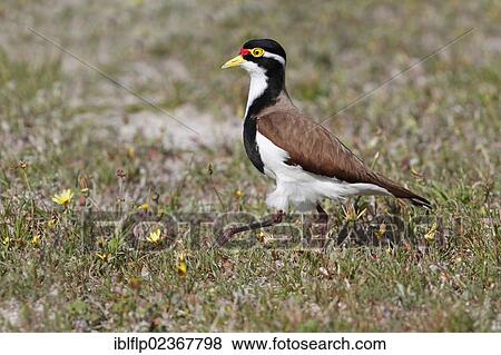 Stock Photo - "Banded Lapwing (Vanellus tricolor), adult female, approaching nestsite on sandy cricket pitch, Western Australia, Australia, Oceania". Fotosearch