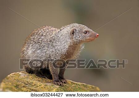 "Banded Mongoose (Mungos mungo), adult, native to Africa, captive, Landau, Rhineland-Palatinate, Germany, Europe" View Large Photo Image Stock Photo - "Banded Mongoose (Mungos mungo), adult, native to Africa, captive, Landau, Rhineland-Palatinate, Germany, Europe". Fotosearch