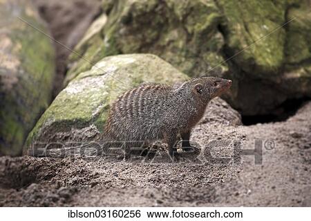 "Banded Mongoose (Mungos mungo), adult, captive, Landau, Rhineland-Palatinate, Germany, Europe" View Large Photo Image Stock Photograph - "Banded Mongoose (Mungos mungo), adult, captive, Landau, Rhineland-Palatinate, Germany, Europe". Fotosearch