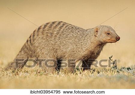 "Banded mongoose (Mungos mungo), Etosha National Park, Namibia, Africa" View Large Photo Image Stock Photography - "Banded mongoose (Mungos mungo), Etosha National Park, Namibia, Africa". Fotosearch