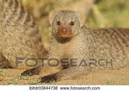 "Banded Mongoose (Mungos mungo), Harnas Wildlife Foundation, Namibia, Africa" View Large Photo Image Stock Photo - "Banded Mongoose (Mungos mungo), Harnas Wildlife Foundation, Namibia, Africa". Fotosearch