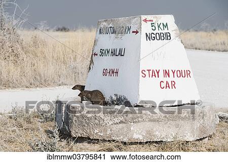 "Banded mongooses (Mungos mungo) sitting on a signposts, Etosha National Park, Namibia, Africa" View Large Photo Image Stock Image - "Banded mongooses (Mungos mungo) sitting on a signposts, Etosha National Park, Namibia, Africa". Fotosearch