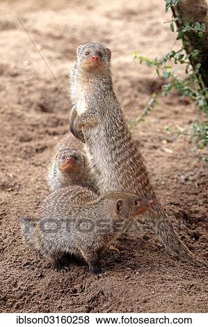 "Banded Mongooses (Mungos mungo), adults, captive, Landau, Rhineland-Palatinate, Germany, Europe" View Large Photo Image Stock Photo - "Banded Mongooses (Mungos mungo), adults, captive, Landau, Rhineland-Palatinate, Germany, Europe". Fotosearch