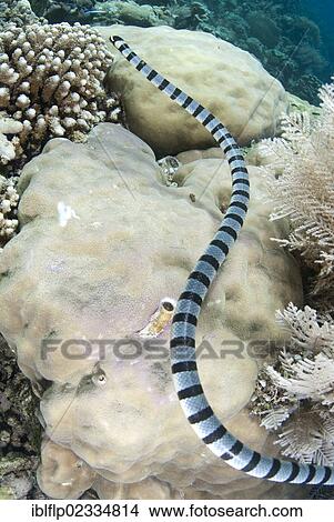 Picture - "Banded Sea Krait (Laticauda colubrina), adult, swimming around coral reef, Bunaken, Manado, Northeast Sulawesi, Indonesia, Southeast Asia, Asia". Fotosearch