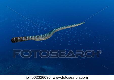 Stock Image - "Banded Sea Krait (Laticauda colubrina), adult, swimming near fish over reef, Gunung Api, Banda Sea, Indonesia, Southeast Asia, Asia". Fotosearch