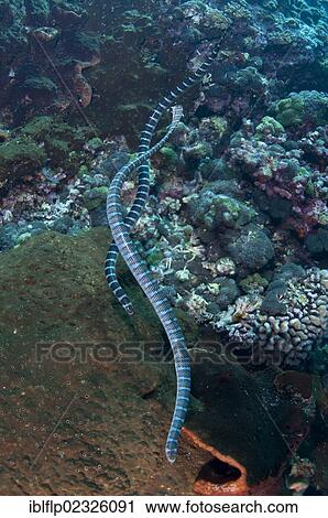 Stock Image - "Banded Sea Krait (Laticauda colubrina), adult pair, swimming in reef, Gunung Api, Banda Sea, Indonesia, Southeast Asia, Asia". Fotosearch