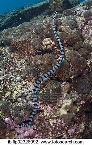"Banded Sea Krait (Laticauda colubrina), adult, hunting in reef, Gunung Api, Banda Sea, Indonesia, Southeast Asia, Asia" View Large Photo Image Stock Image - "Banded Sea Krait (Laticauda colubrina), adult, hunting in reef, Gunung Api, Banda Sea, Indonesia, Southeast Asia, Asia". Fotosearch