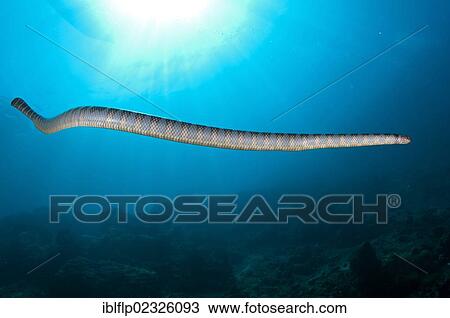 "Banded Sea Krait (Laticauda colubrina), adult, swimming in reef, Gunung Api, Banda Sea, Indonesia, Southeast Asia, Asia" View Large Photo Image Stock Image - "Banded Sea Krait (Laticauda colubrina), adult, swimming in reef, Gunung Api, Banda Sea, Indonesia, Southeast Asia, Asia". Fotosearch
