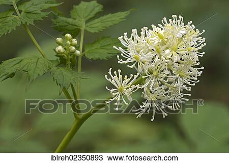 "Baneberry or Herb Christopher (Actaea spicata), Swabian Alb, Baden-Wuerttemberg, Germany, Europe" View Large Photo Image Stock Image - "Baneberry or Herb Christopher (Actaea spicata), Swabian Alb, Baden-Wuerttemberg, Germany, Europe". Fotosearch