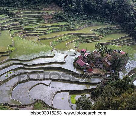Stock Image - "Banga An village near Batad, Banaue Rice Terraces, also known as musuan peak, Banga An Village, Ifugao, Luzon, Philippines, Asia". Fotosearch