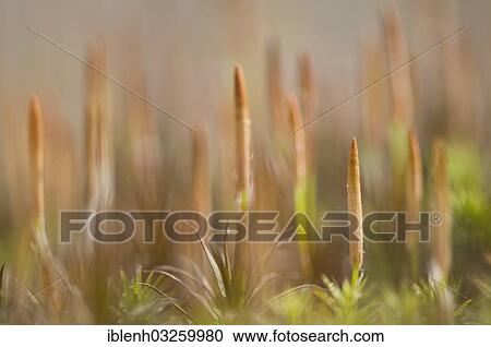 "Bank Haircap Moss (Polytrichum formosum), sporangia, Niederlangen, Emsland, Lower Saxony, Germany, Europe" View Large Photo Image Stock Image - "Bank Haircap Moss (Polytrichum formosum), sporangia, Niederlangen, Emsland, Lower Saxony, Germany, Europe". Fotosearch