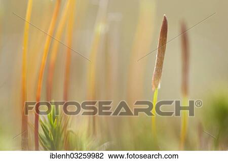 "Bank Haircap Moss (Polytrichum formosum), sporangia, Niederlangen, Emsland, Lower Saxony, Germany, Europe" View Large Photo Image Stock Image - "Bank Haircap Moss (Polytrichum formosum), sporangia, Niederlangen, Emsland, Lower Saxony, Germany, Europe". Fotosearch