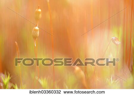Stock Image - "Bank Haircap Moss (Polytrichum formosum), sporangia, Fehndorf, Emsland, Lower Saxony, Germany, Europe". Fotosearch