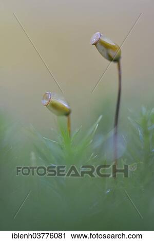 Stock Image - "Bank Haircap Moss (Polytrichum formosum), Moss sporangia, Lower Saxony, Germany, Europe". Fotosearch