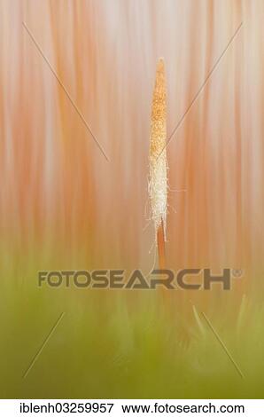 "Bank Haircap Moss (Polytrichum formosum), sporangia, Niederlangen, Emsland, Lower Saxony, Germany, Europe" View Large Photo Image Stock Photo - "Bank Haircap Moss (Polytrichum formosum), sporangia, Niederlangen, Emsland, Lower Saxony, Germany, Europe". Fotosearch