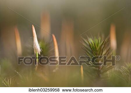 "Bank Haircap Moss (Polytrichum formosum), sporangia, Niederlangen, Emsland, Lower Saxony, Germany, Europe" View Large Photo Image Stock Photo - "Bank Haircap Moss (Polytrichum formosum), sporangia, Niederlangen, Emsland, Lower Saxony, Germany, Europe". Fotosearch