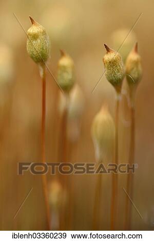 "Bank Haircap Moss (Polytrichum formosum), sporangia, Fehndorf, Emsland, Lower Saxony, Germany, Europe" View Large Photo Image Stock Photo - "Bank Haircap Moss (Polytrichum formosum), sporangia, Fehndorf, Emsland, Lower Saxony, Germany, Europe". Fotosearch