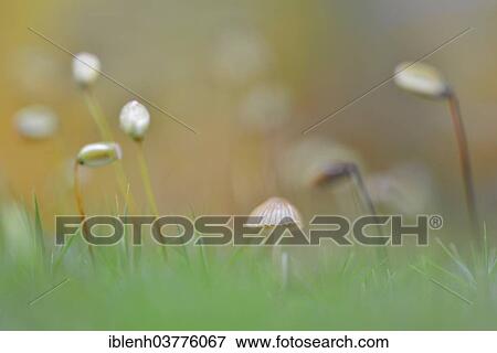 "Bank Haircap Moss (Polytrichum formosum), Moss sporangia, Lower Saxony, Germany, Europe" View Large Photo Image Stock Photo - "Bank Haircap Moss (Polytrichum formosum), Moss sporangia, Lower Saxony, Germany, Europe". Fotosearch